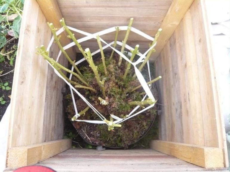 Rotsystemet med hortensia med stora blad