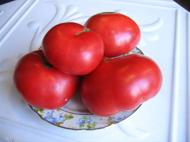 איך לגדל עגבניות נס פטל