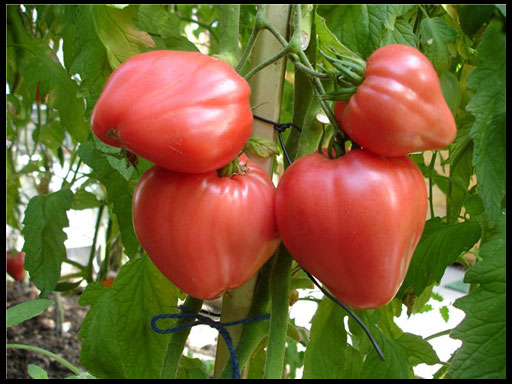 תכונות של נס פטל עגבניות