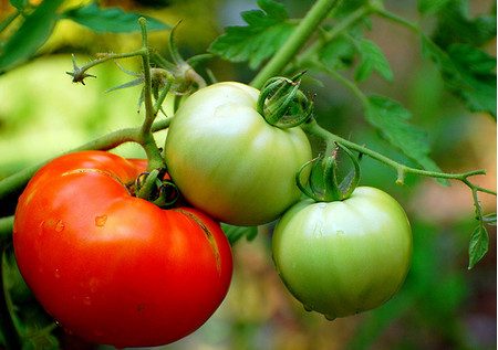 גידול עגבניות חיצוניות