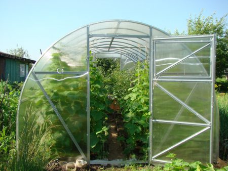 planting seedlings in a polycarbonate greenhouse