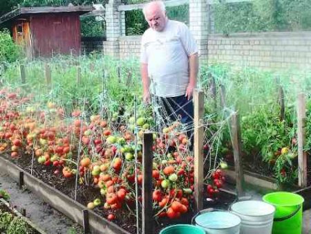 как да отглеждаме домати мазни