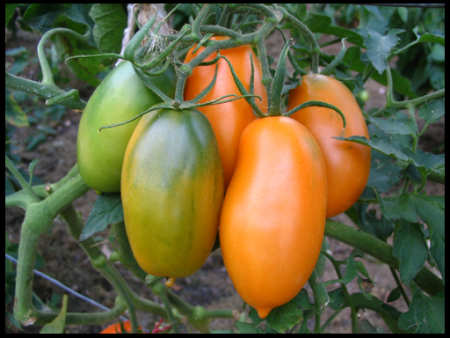 tomato yang berukuran kecil untuk tanah terbuka