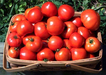 mindre storlekar tomater