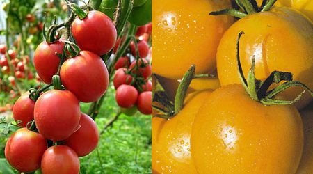 أنواع الطماطم للأرض المفتوحة