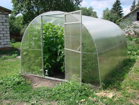 polycarbonate greenhouse and seedlings