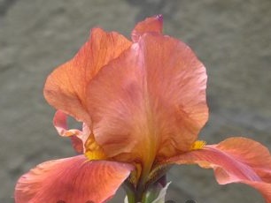 Why do not bloom irises in the garden