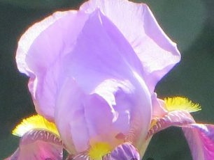 Why irises do not bloom in our garden plots