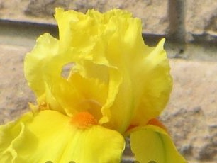 Why do not bloom irises in the garden