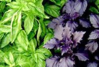 Basil: growing from seeds in the open ground