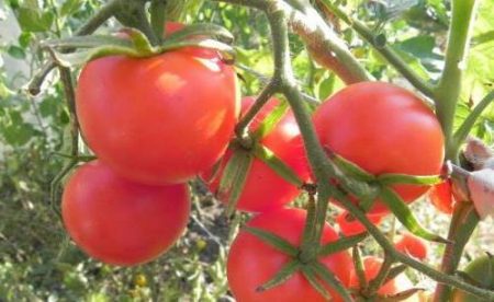 ondermaatse variëteiten van tomaten