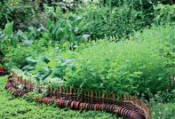 spicy herbs growing in the country