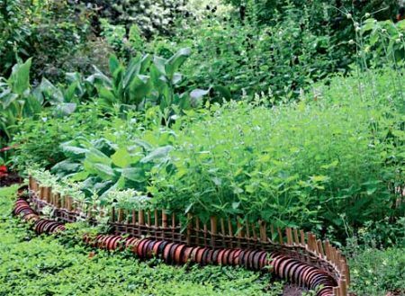 пикантни билки, растящи в страната