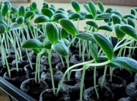 Seedlings of cucumbers stretched out what to do