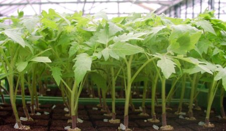 when to plant seedlings
