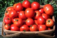 Tomaten: de beste variëteiten voor volle grond, ondermaats