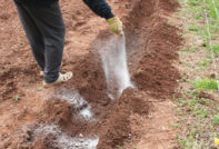 fertilizers for potatoes when planting in the hole