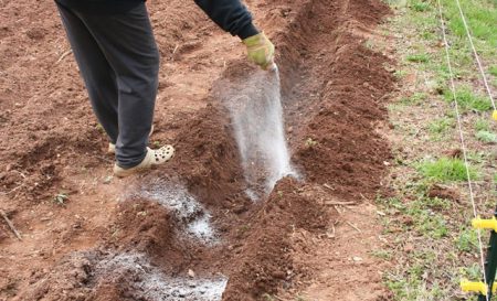 hnojiva pro brambory při výsadbě do díry