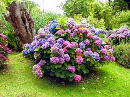 Hydrangea garden care