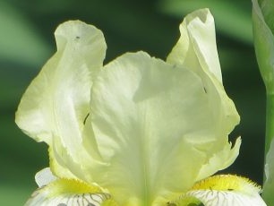 Mengapa bunga iris tidak berbunga