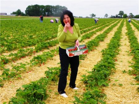 Quand ramasser des fraises à la ferme d'État de Lénine