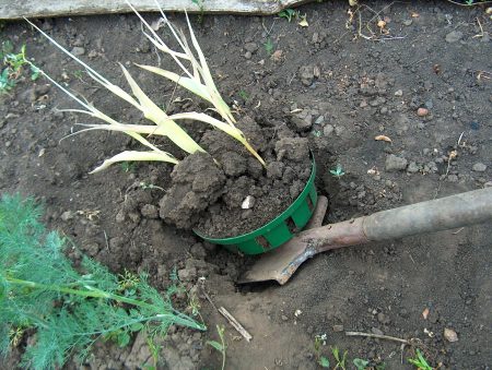 menggali tulip selepas berbunga
