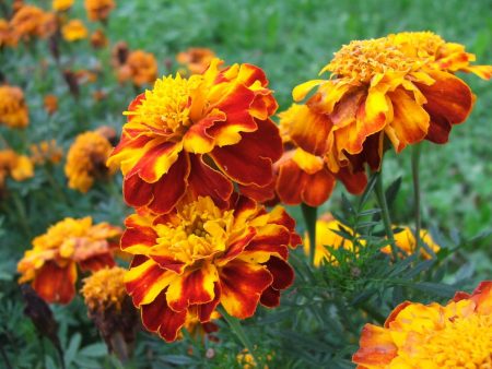 growing marigold from seeds