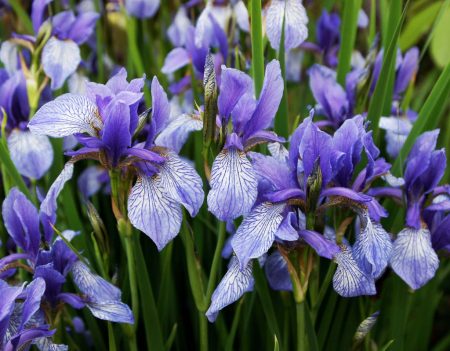 Sibiřský iris