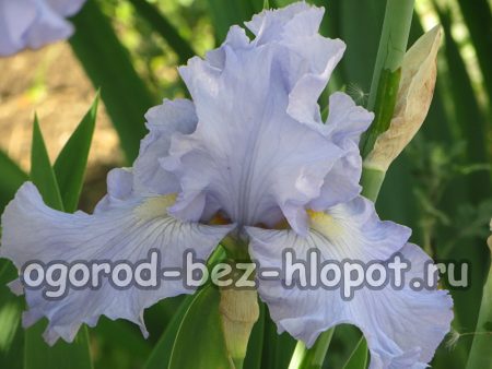 Varför blommar inte iris i trädgården