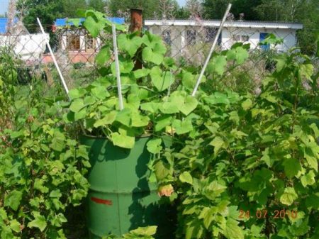 hoe komkommers in een vat te laten groeien