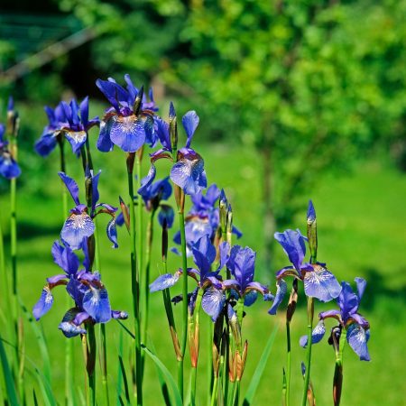 hoe Siberische iris in volle grond te laten groeien