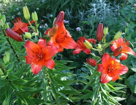 how to grow lilies in open ground