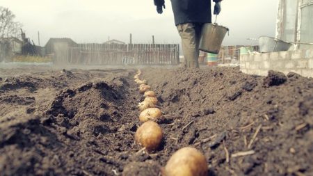 كيفية زراعة البطاطس