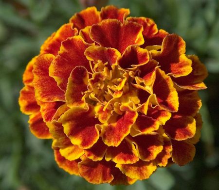 when to plant marigold seeds