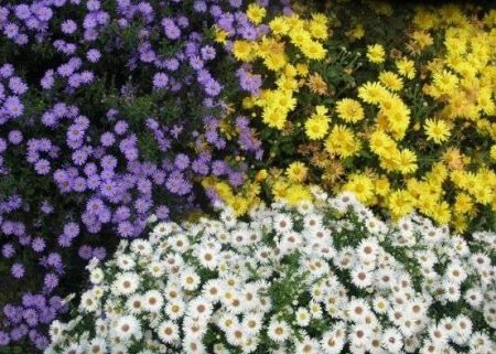 beaux asters alpins
