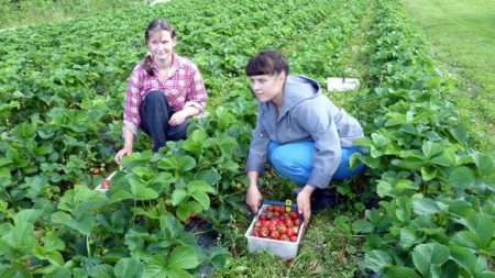 חווה ממלכתית על שם לנין קוטף תותים בשנת 2017