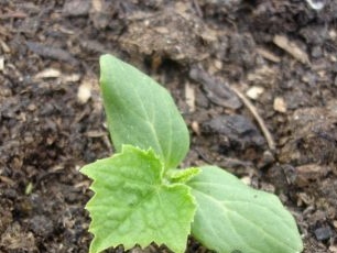 how to plant zucchini in open ground seedlings