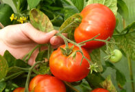 מחלות עגבניות וטיפול בהן, תמונה