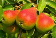 pear diseases and methods of controlling them