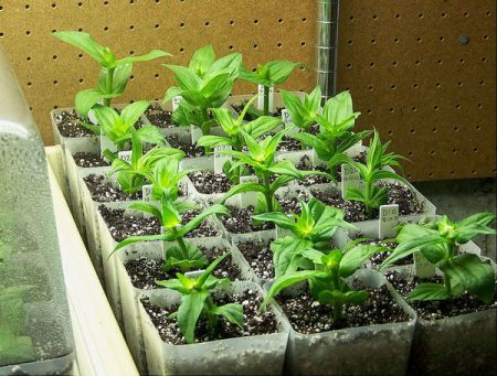 växande zinnia från plantor