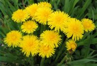 how to deal with dandelions in the garden