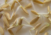 כיצד לנבוט זרעי מלפפון לפני השתילה