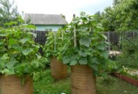 Cucumbers in a barrel, growing Ganichkina