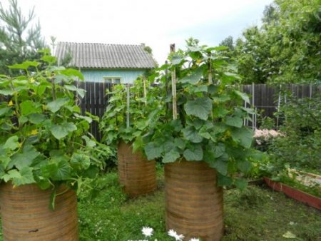 Pepinos en un barril, creciendo Ganichkina