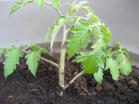 när man planterar tomatplantor