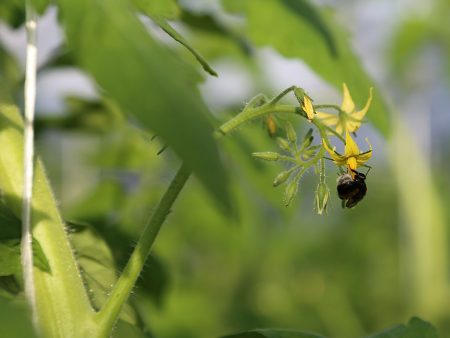 pollination of tomatoes