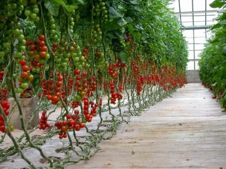ta hand om tomater efter plantering i växthuset