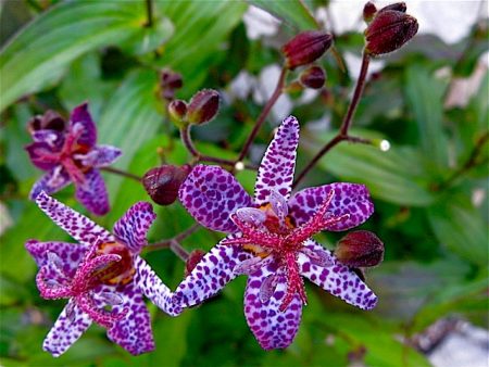 Tritsiptis Purple Beauty