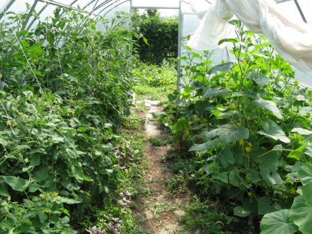 pěstování papriky a okurek v jednom skleníku
