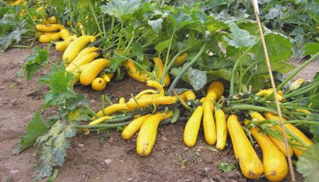 hur man planterar zucchini i öppen mark